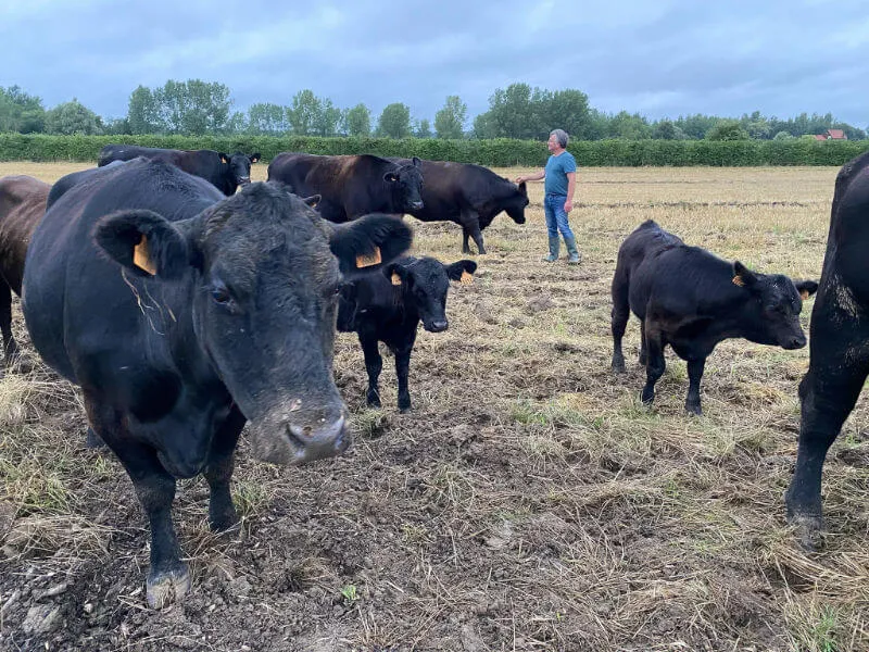 Boer Wouter met de Aberdeen koeien